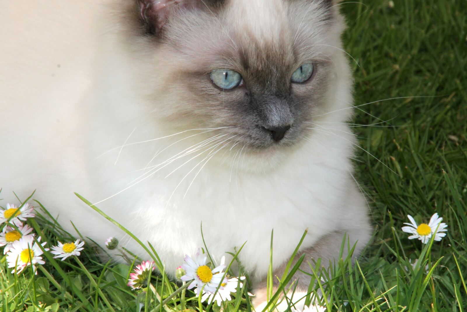 Canon EOS 1100D (EOS Rebel T3 / EOS Kiss X50) sample photo. Ragdoll, cat, daisy photography