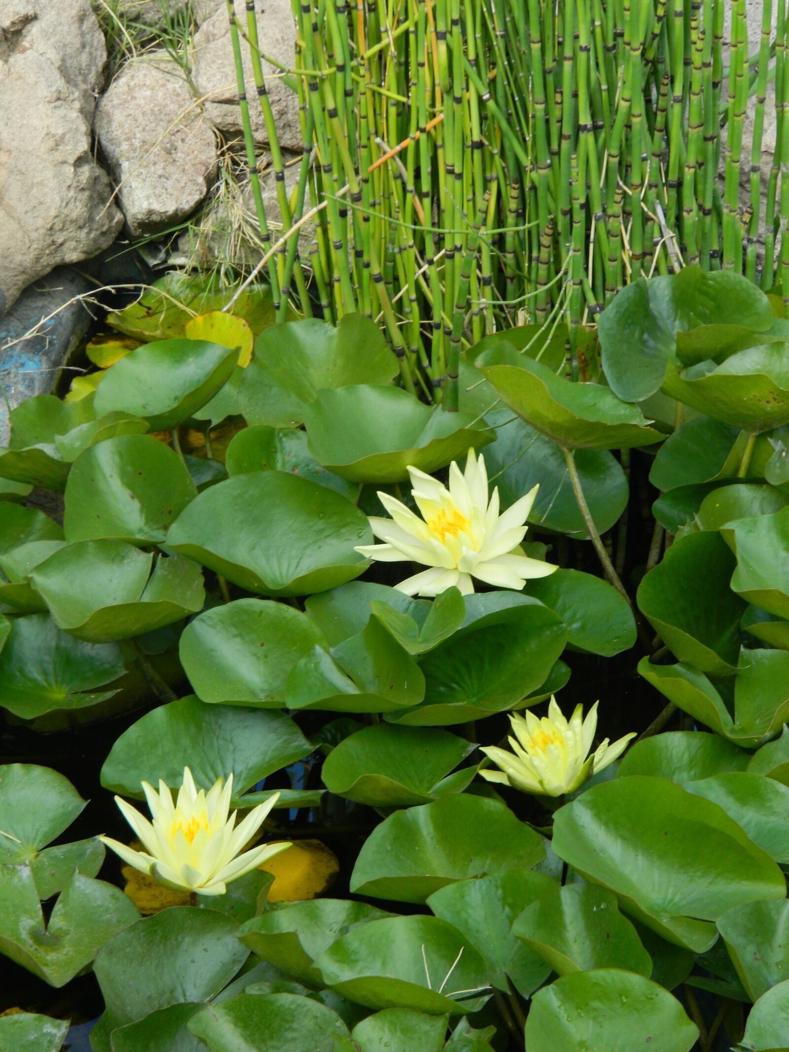 Nikon Coolpix L120 sample photo. Lotus, pond, water lily photography