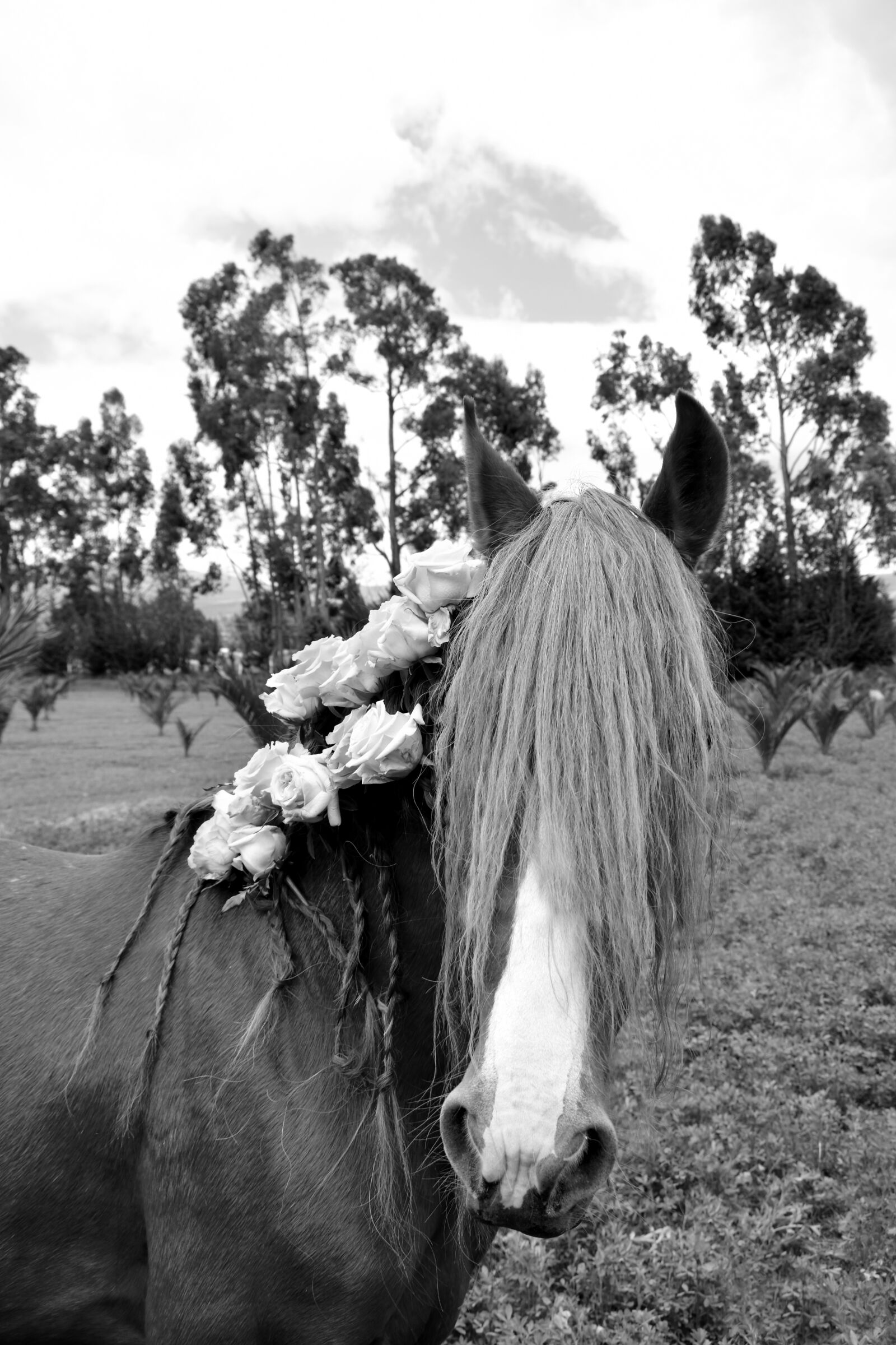 Nikon D3500 sample photo. Horse, roses, rose photography