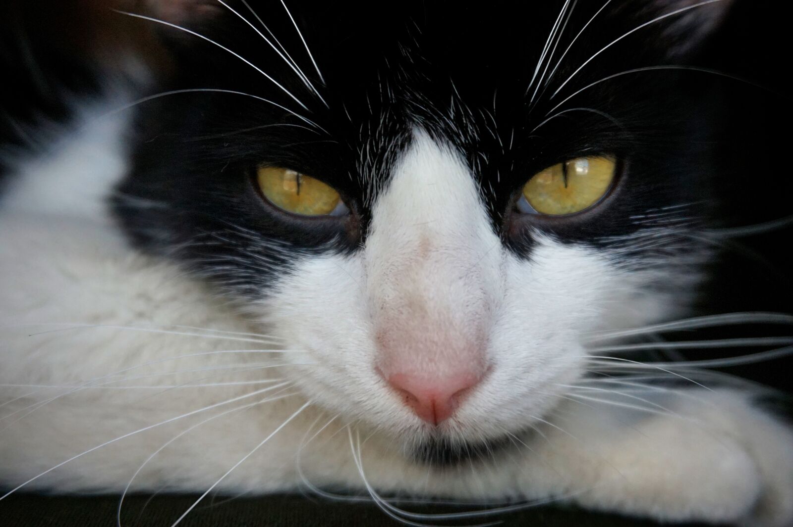 Sony E 16-50mm F3.5-5.6 PZ OSS sample photo. Cat, animal, cute photography