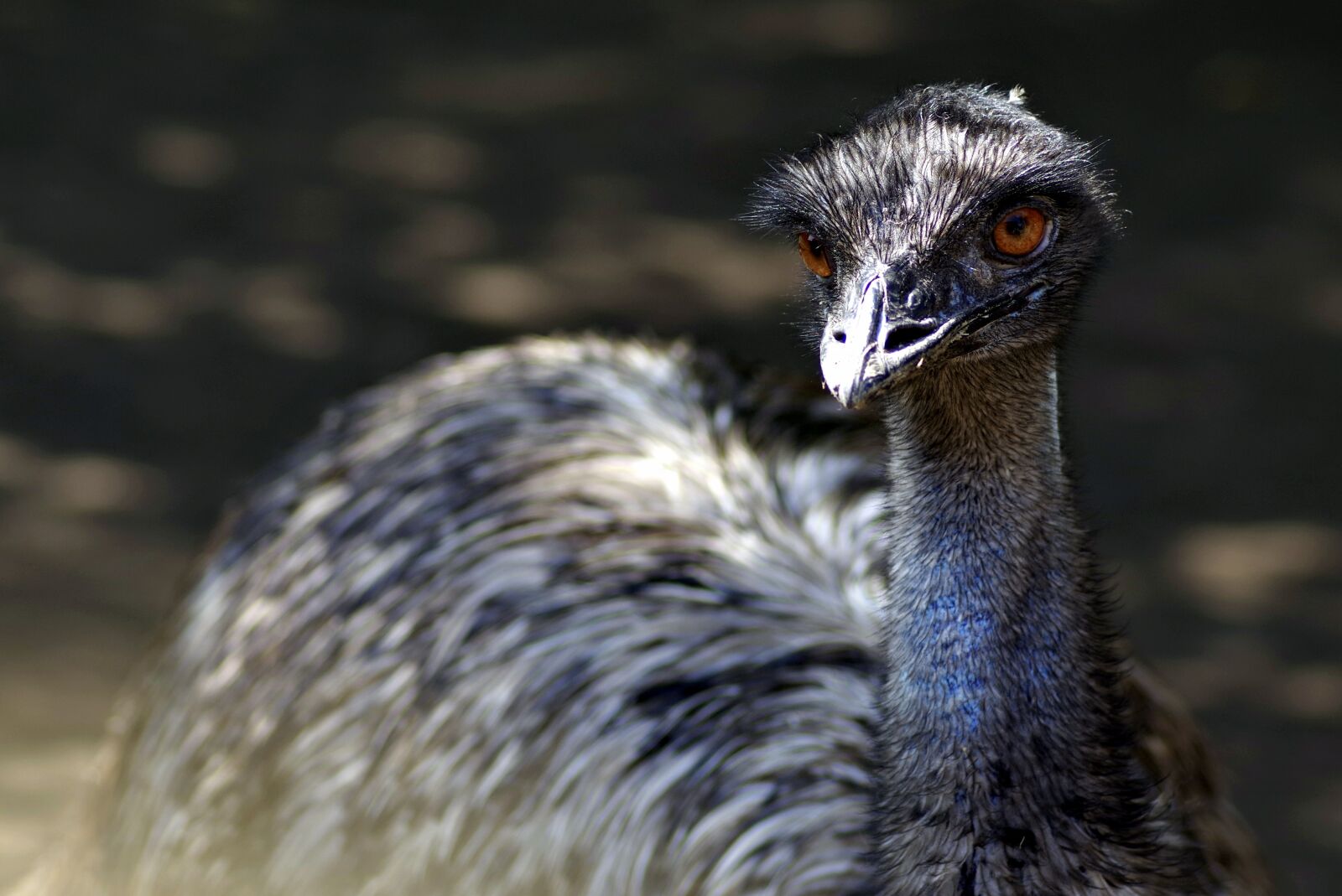 Pentax K-S2 sample photo. Emu, ostrich, bird photography