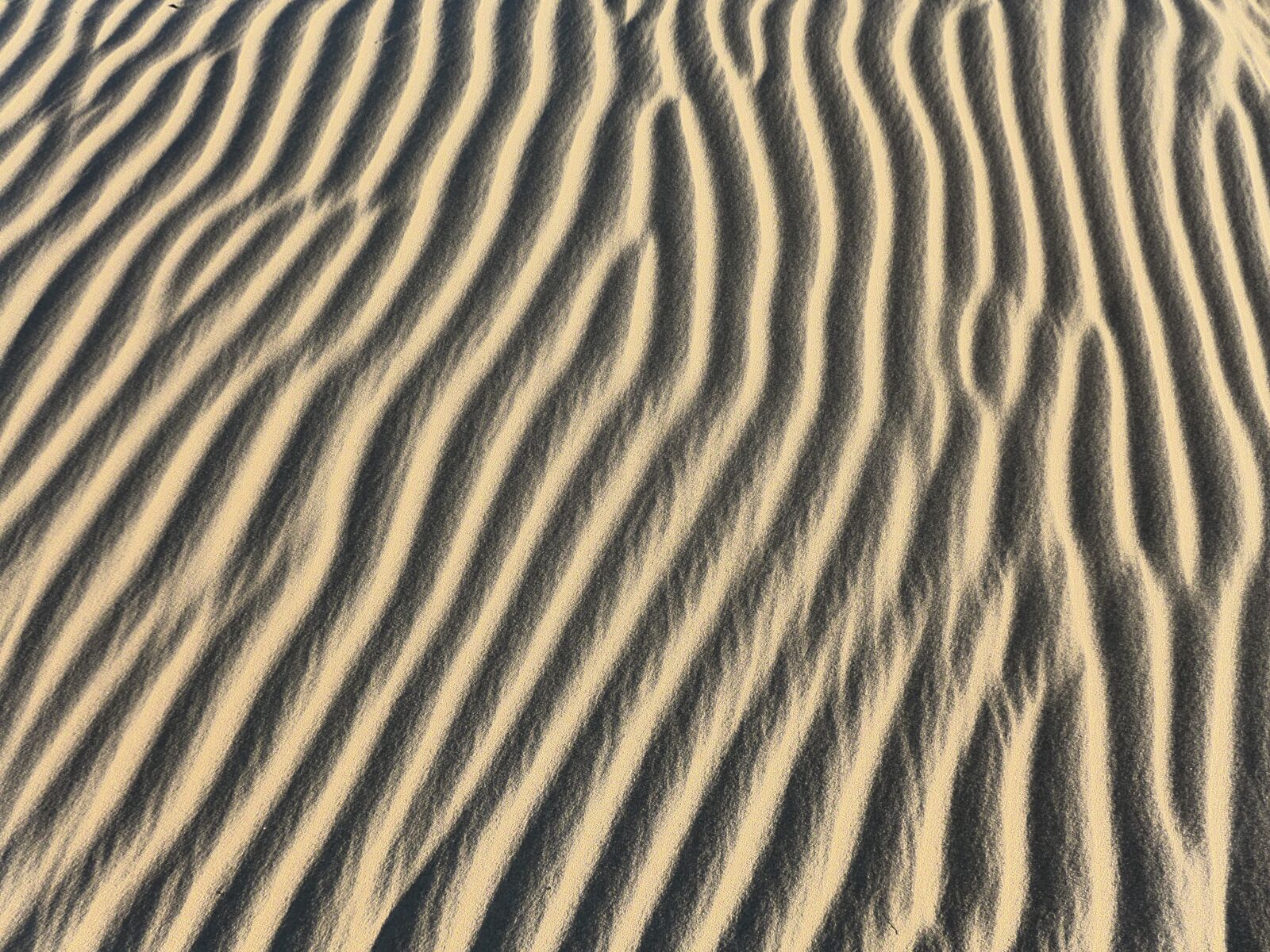 Leica D-Lux 6 sample photo. Desert, sand, dune photography