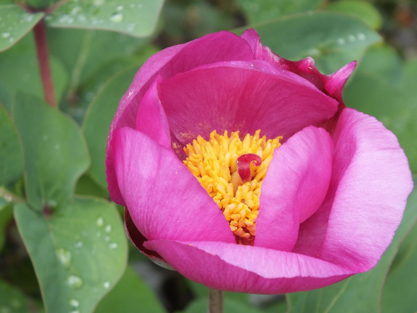 Fujifilm FinePix HS30EXR sample photo. Pink flower, plant, nature photography