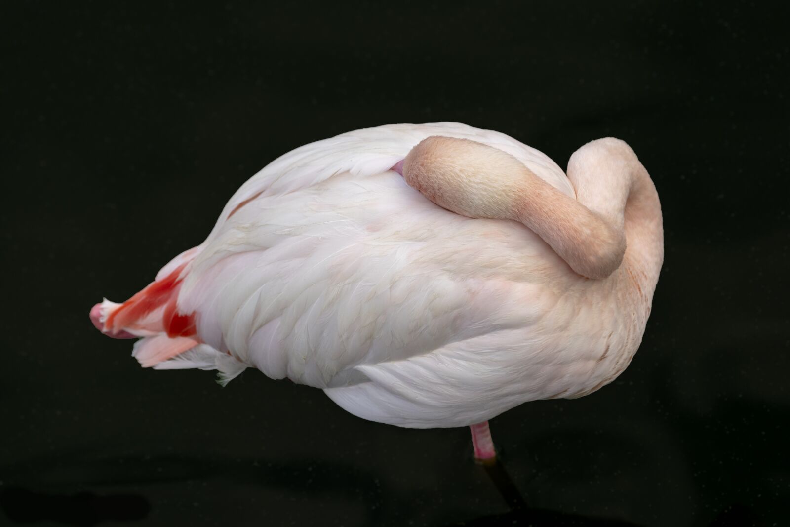 Nikon D5300 sample photo. Flamingo, bird, pink photography
