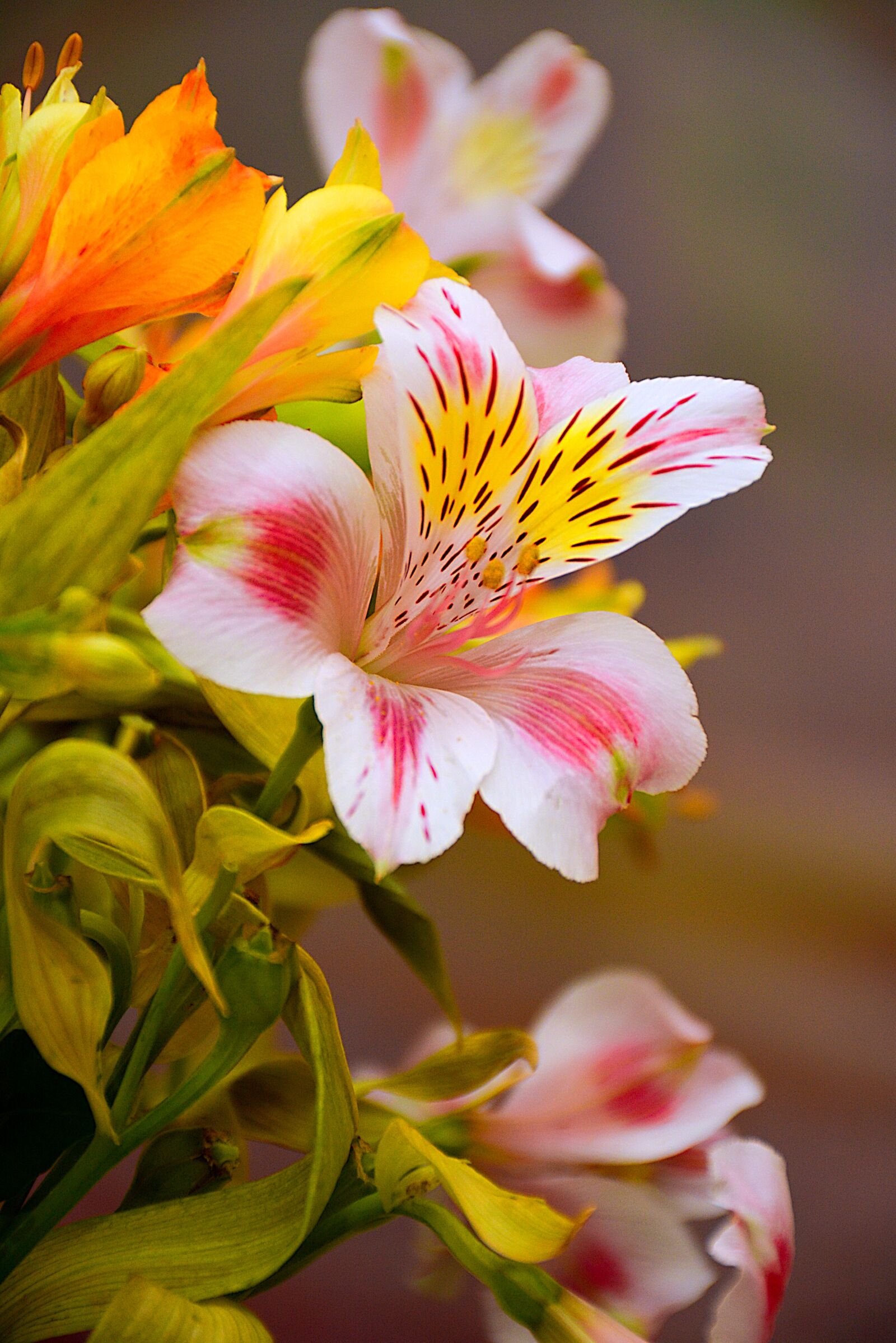 Nikon D7100 sample photo. Flower, flowers, forest photography
