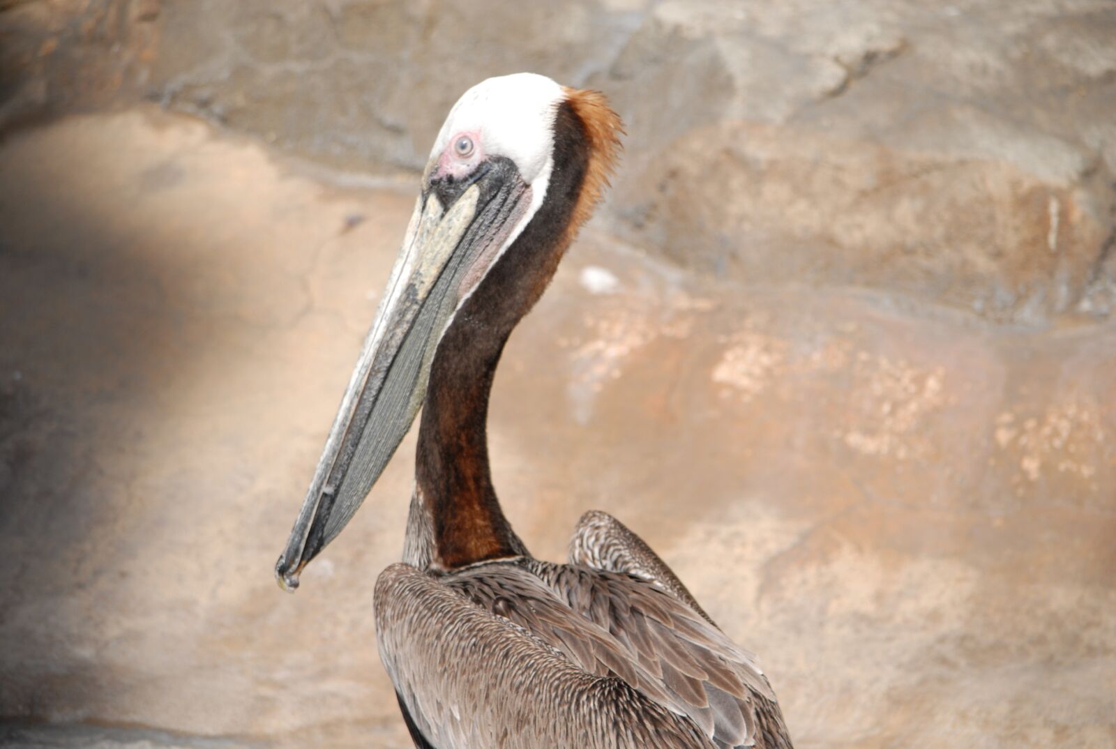 Nikon D200 sample photo. Brown, pelican, bird photography
