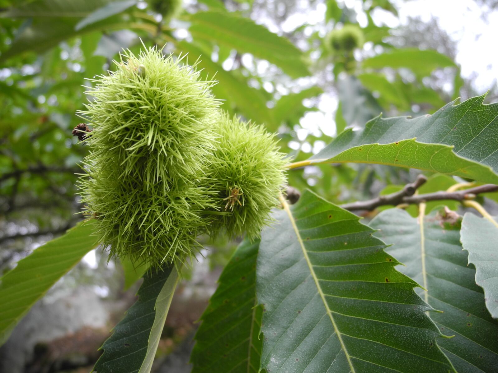 Nikon Coolpix P7000 sample photo. Fruit, hull, chestnuts photography
