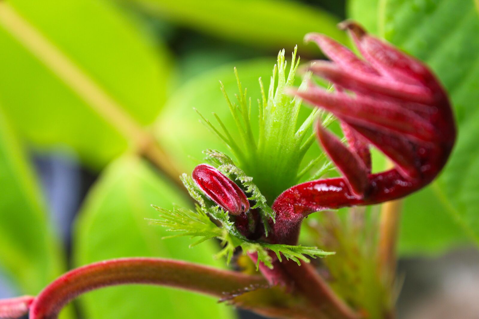 Canon EOS 500D (EOS Rebel T1i / EOS Kiss X3) sample photo. Green, flower, young shoot photography