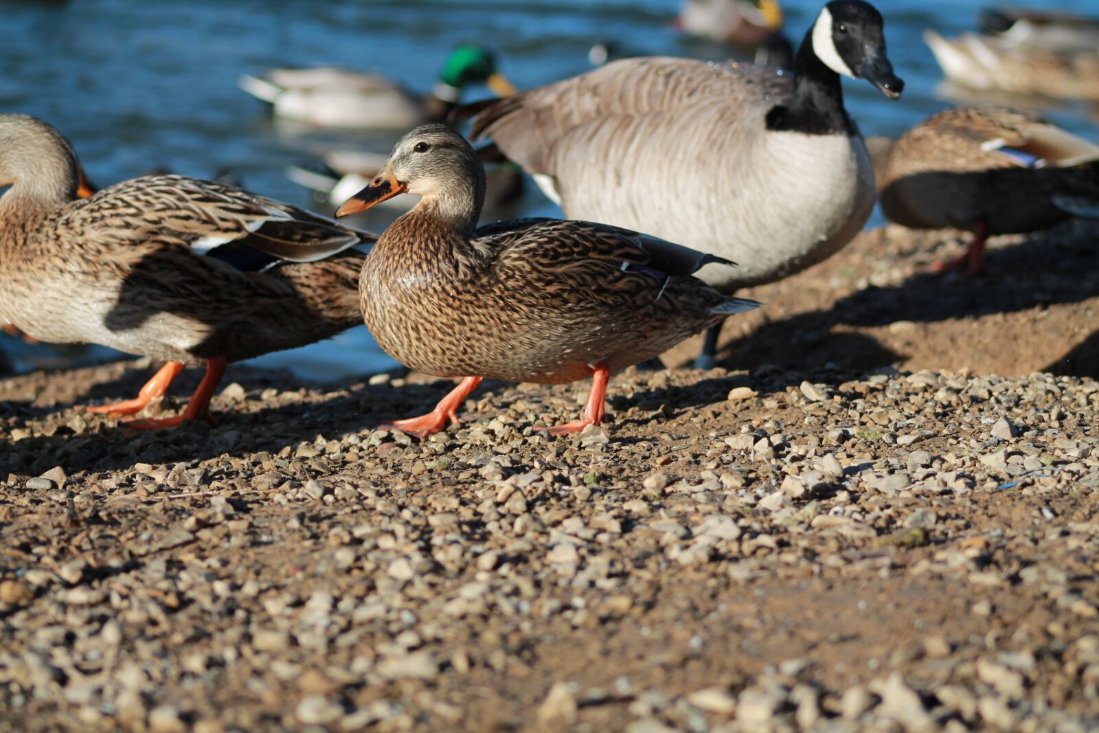 Canon EOS 1100D (EOS Rebel T3 / EOS Kiss X50) sample photo. Duck, ducks, bird photography
