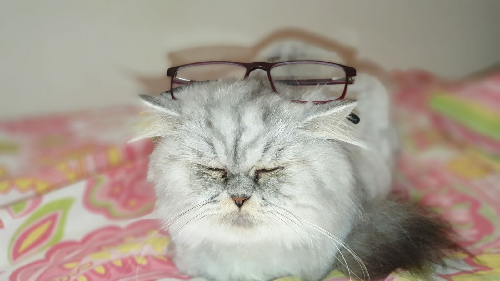 Samsung Galaxy Note9 sample photo. Cat, glasses, animal photography