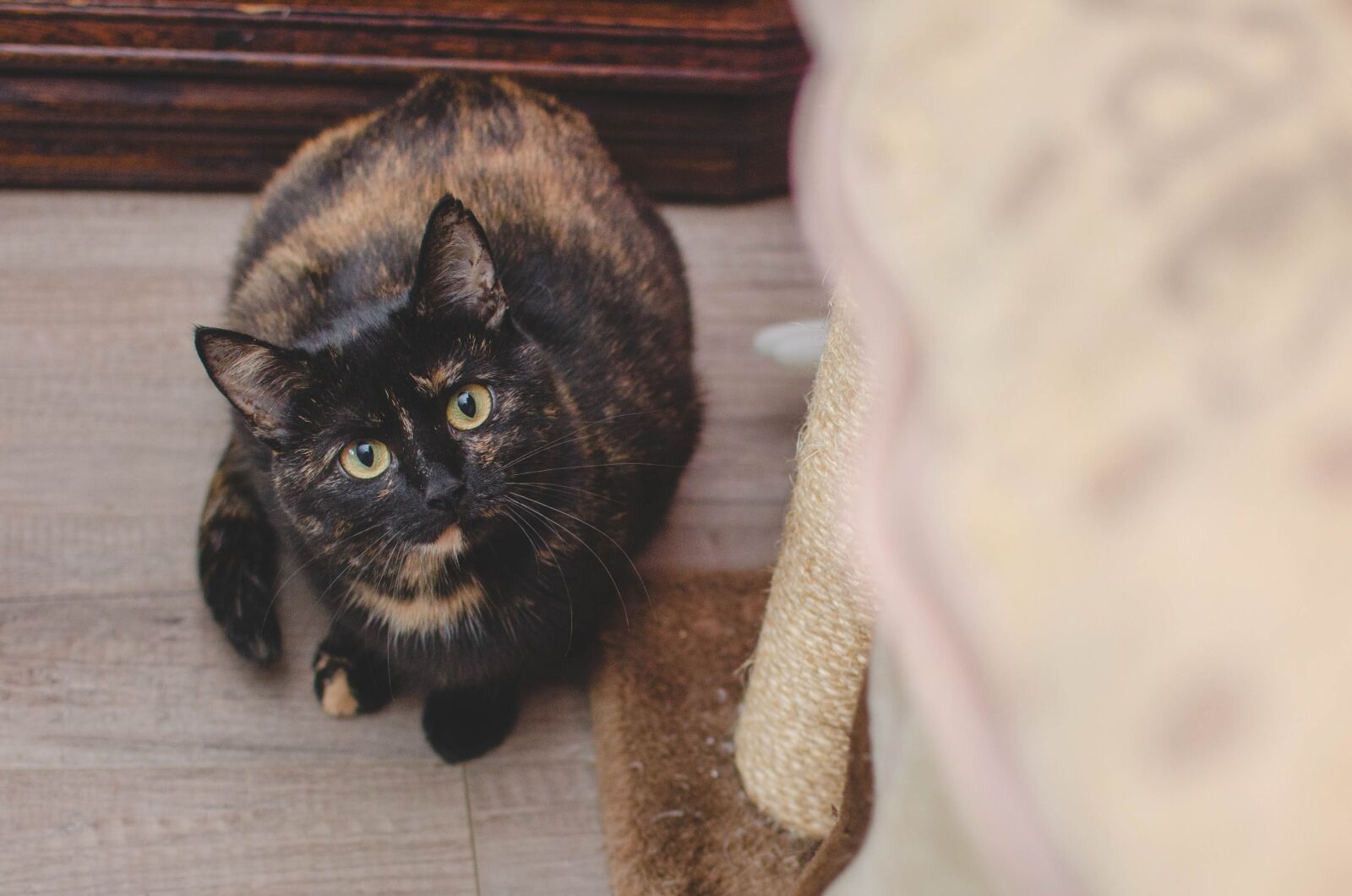 Nikon D7000 sample photo. Cat, domestic cat, animal photography