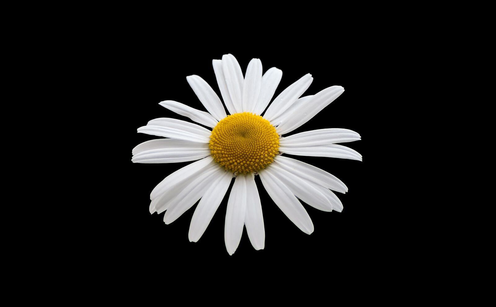 Canon EOS 550D (EOS Rebel T2i / EOS Kiss X4) sample photo. Margriet, white, flower photography