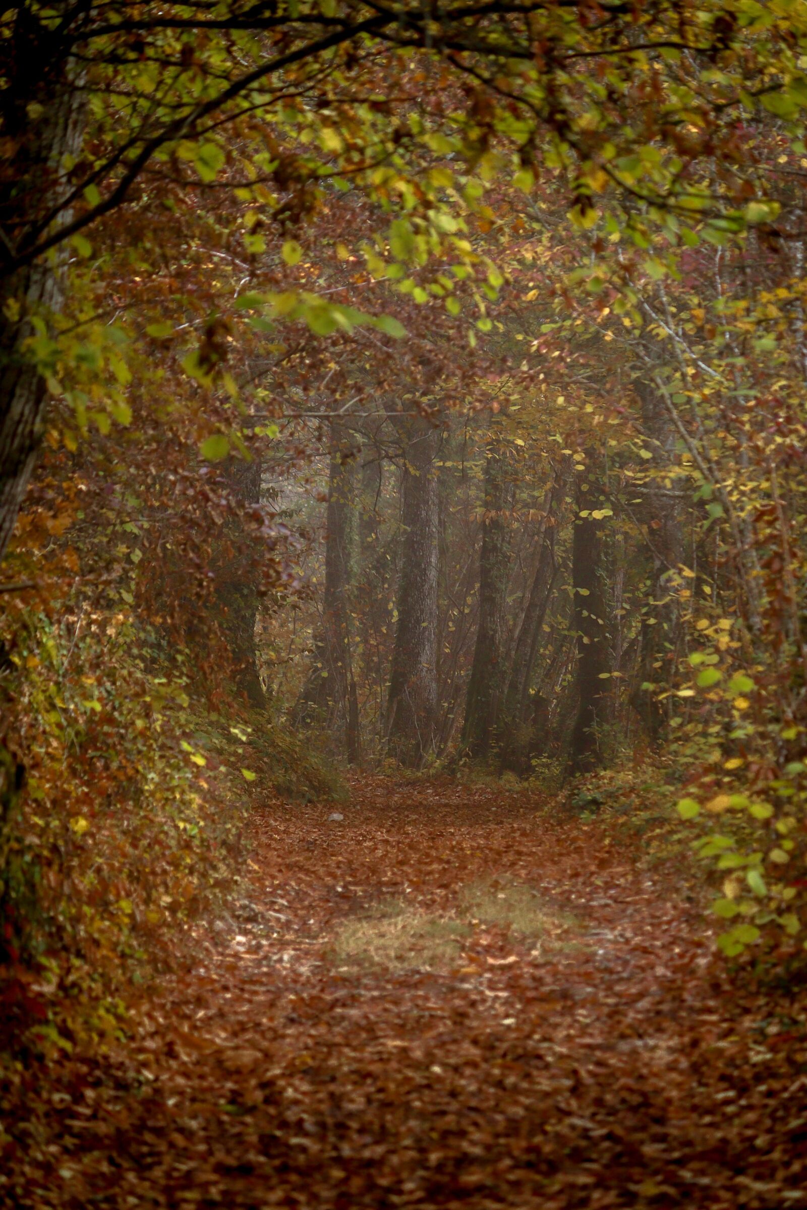 Canon EOS 77D (EOS 9000D / EOS 770D) + Canon EF-S 55-250mm F4-5.6 IS sample photo. Autumn, woods, fog photography