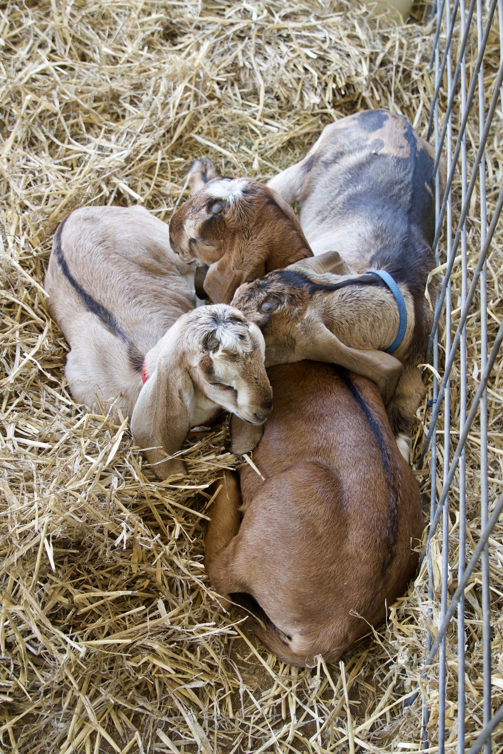Sony a6500 sample photo. Goats, youngsters, huddle photography