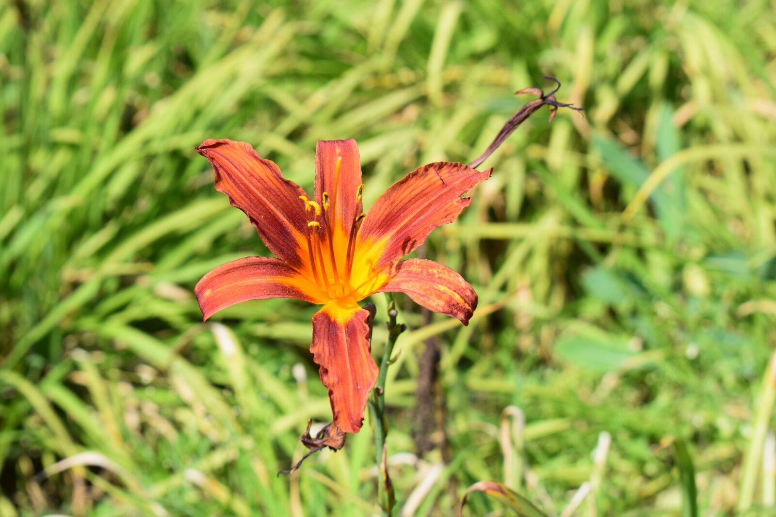 Nikon D5300 sample photo. Orange, orange blossom, drought photography