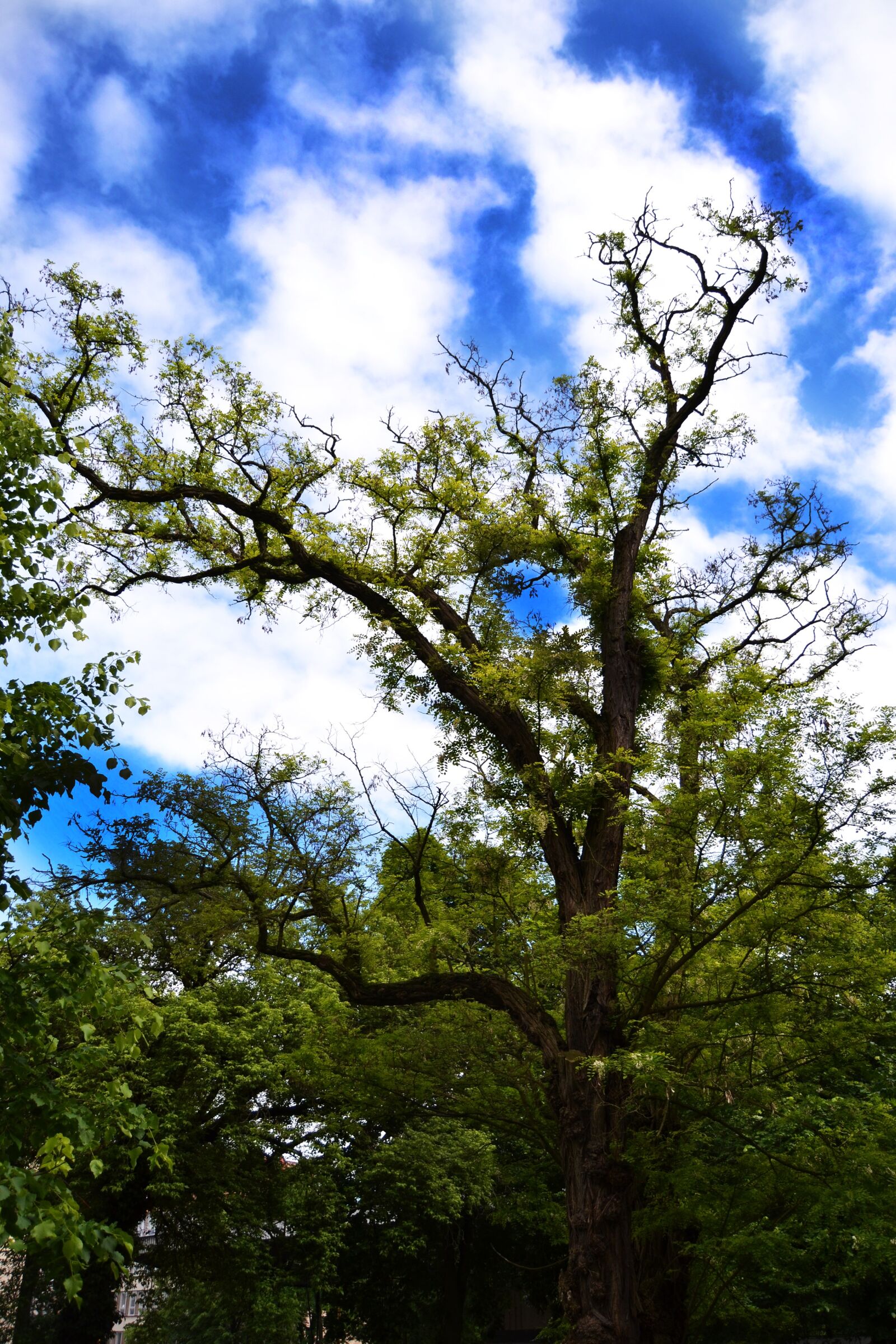 Nikon D3100 sample photo. Tree, nature, landscape photography