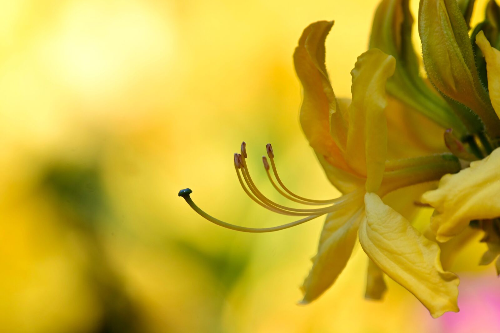 Nikon Z6 sample photo. Rhododendron, flower stamp, blossom photography