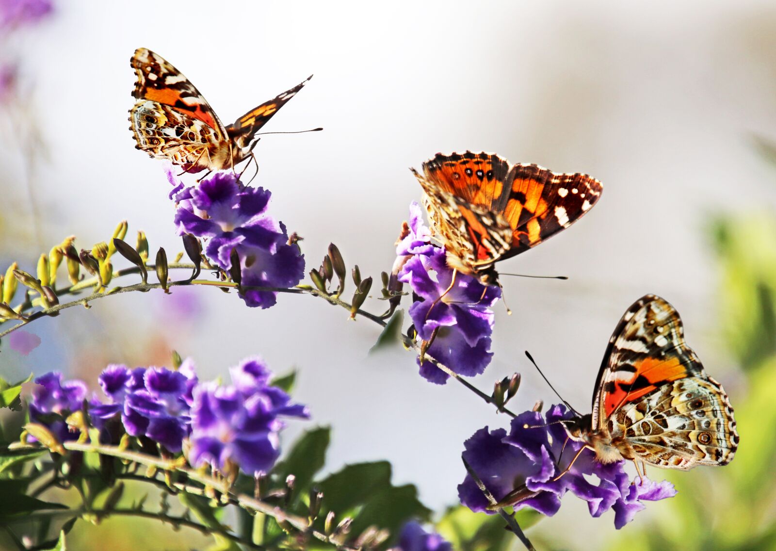 Canon EOS 800D (EOS Rebel T7i / EOS Kiss X9i) sample photo. Butterflies, insects, nectar photography