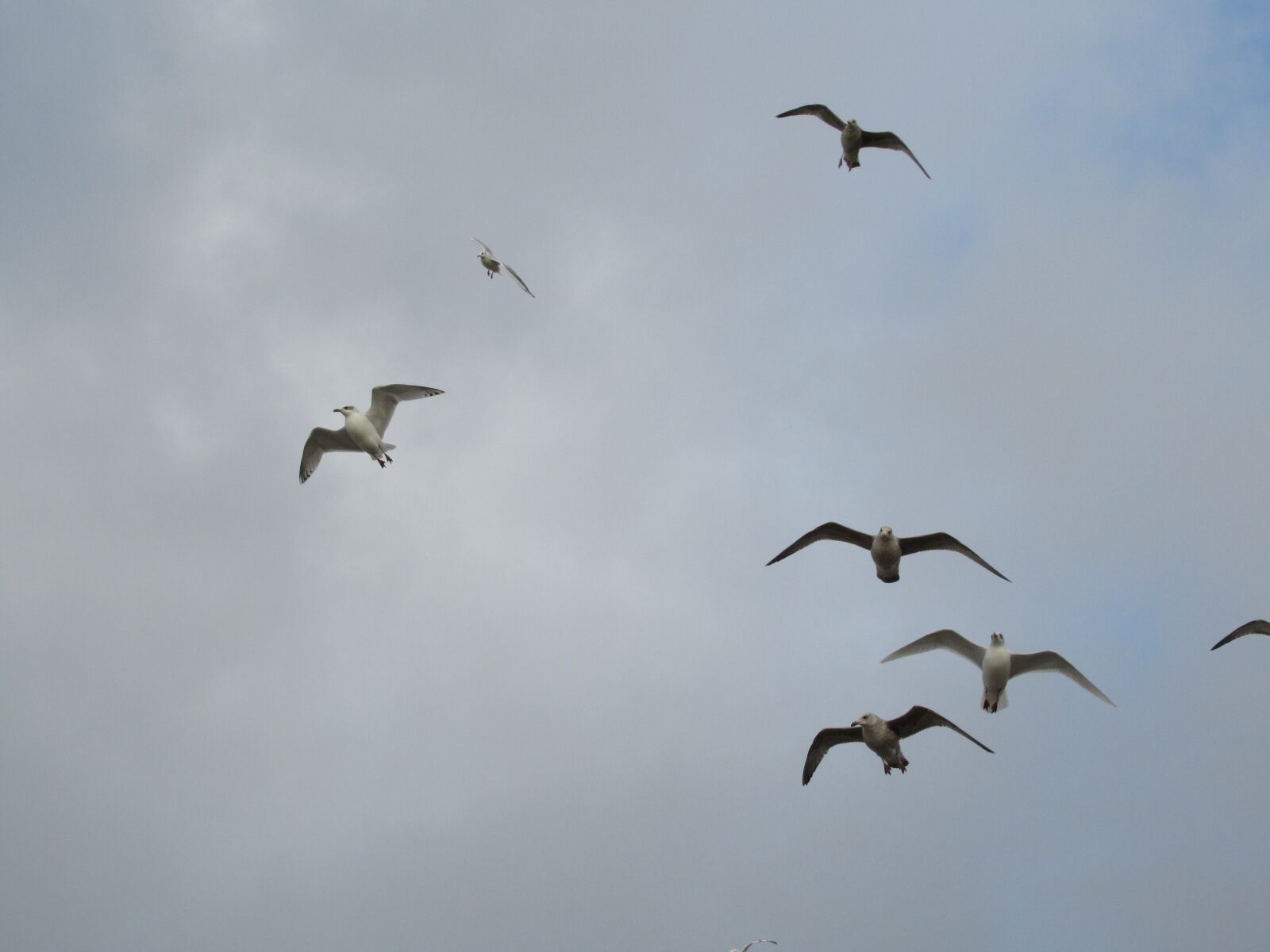Canon PowerShot SX620 HS sample photo. Seagulls, gulls, sky photography