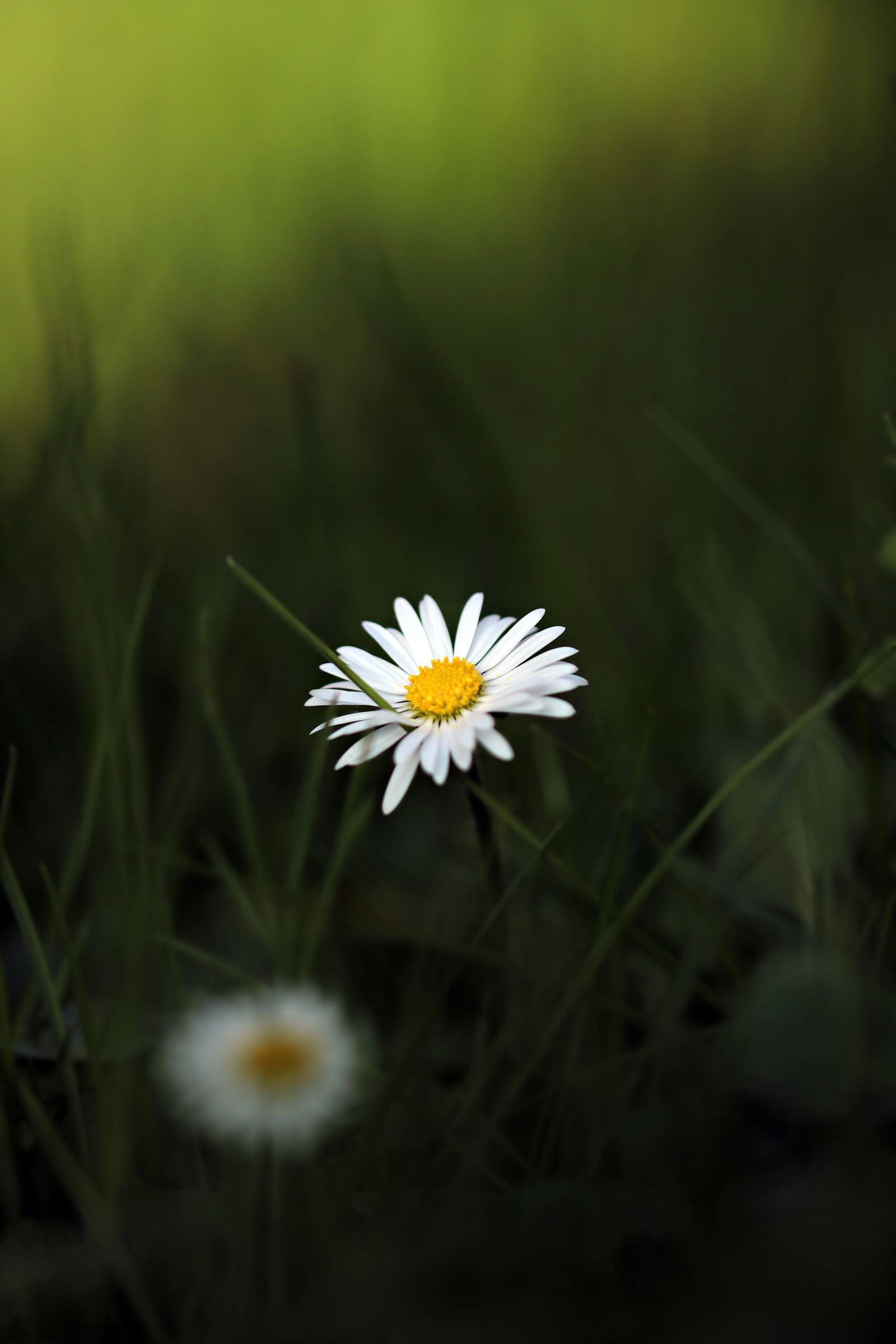 Canon EOS 80D sample photo. Daisy, pointed flower, flower photography
