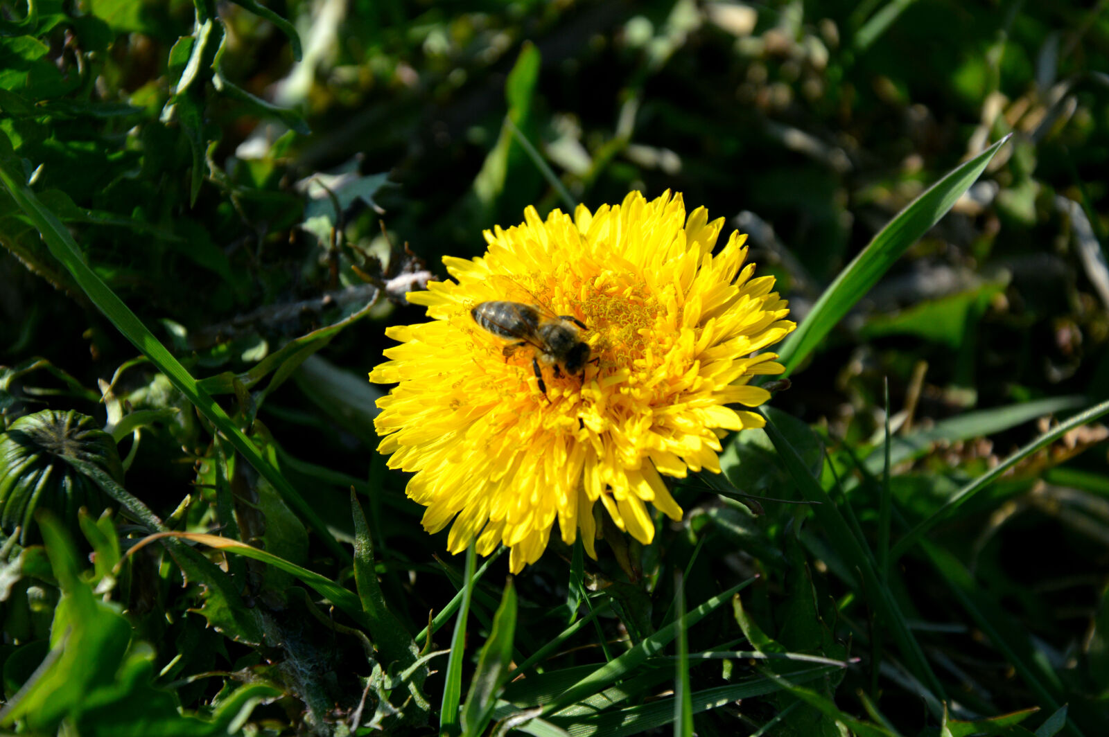 Nikon D3200 sample photo. Bee, flowers, nature, spring photography