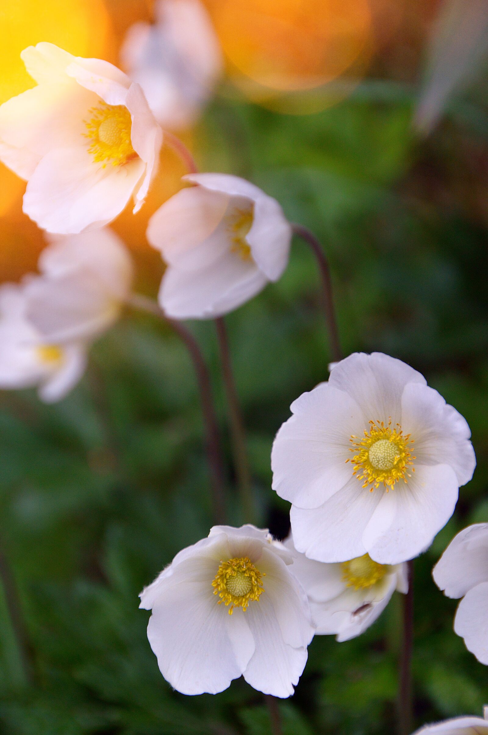 Nikon D3200 sample photo. Flower, plant, nature photography