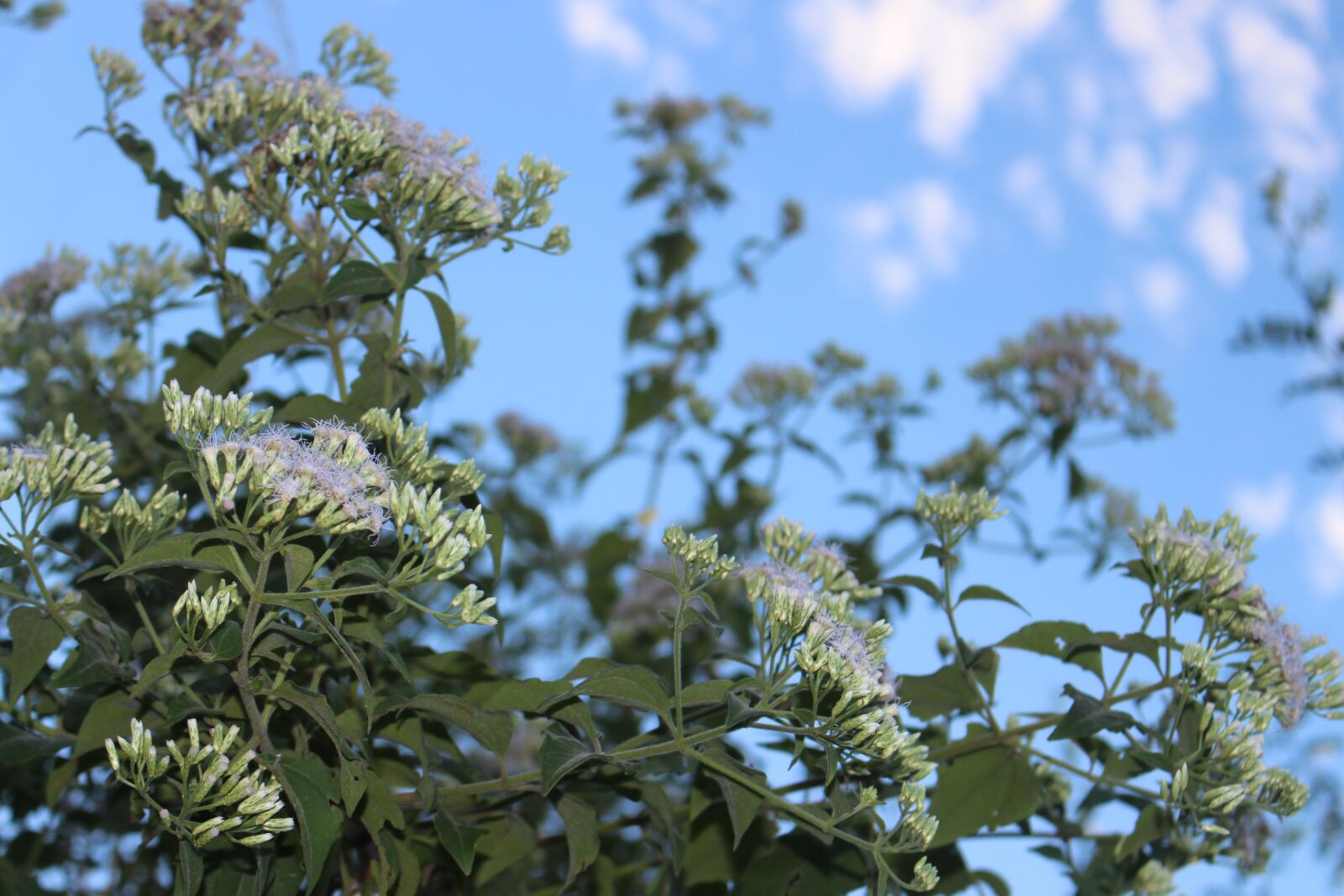 Canon EOS 700D (EOS Rebel T5i / EOS Kiss X7i) sample photo. Flower, landscape, heaven photography