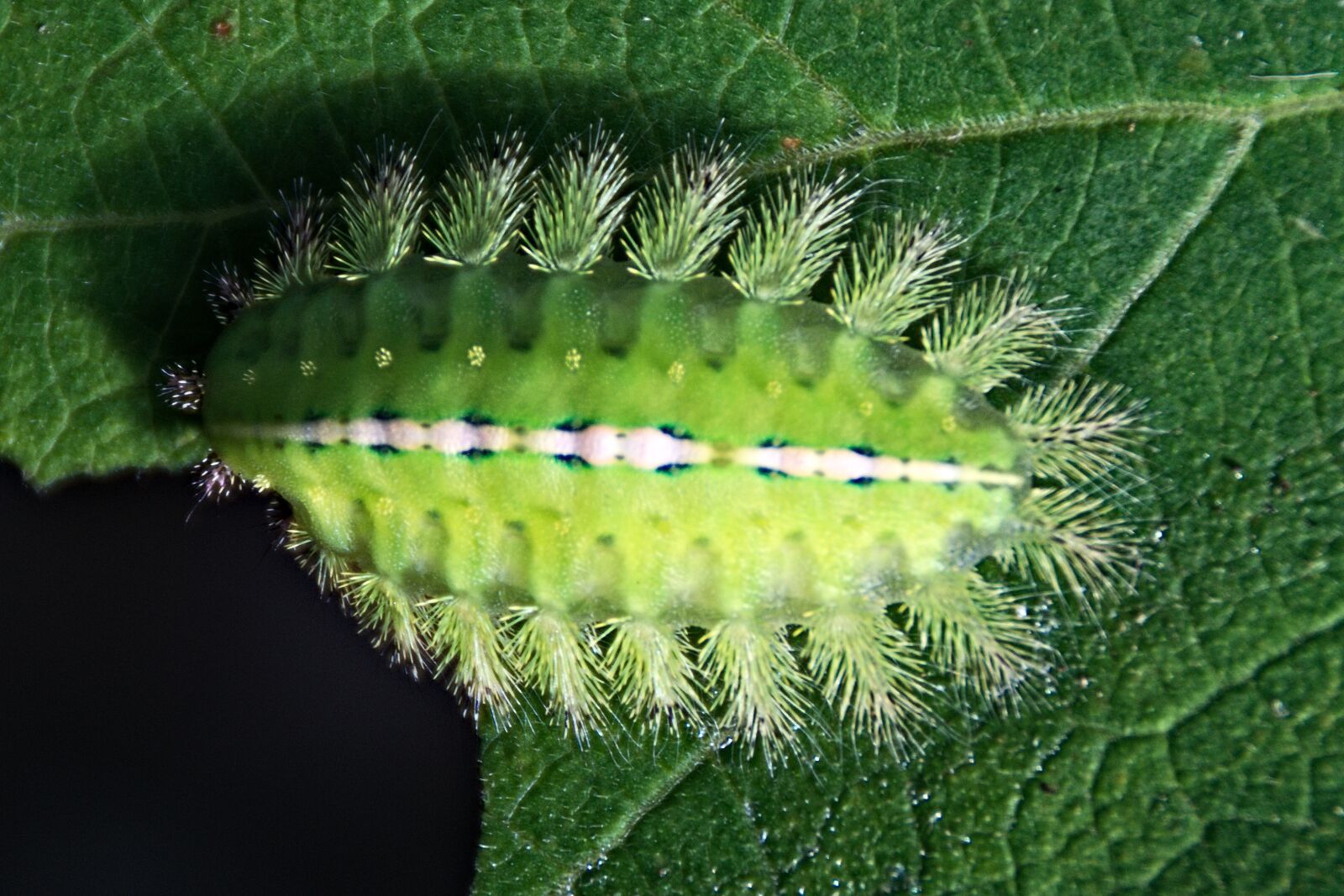 Nikon D5300 sample photo. Caterpillar, green, animal photography