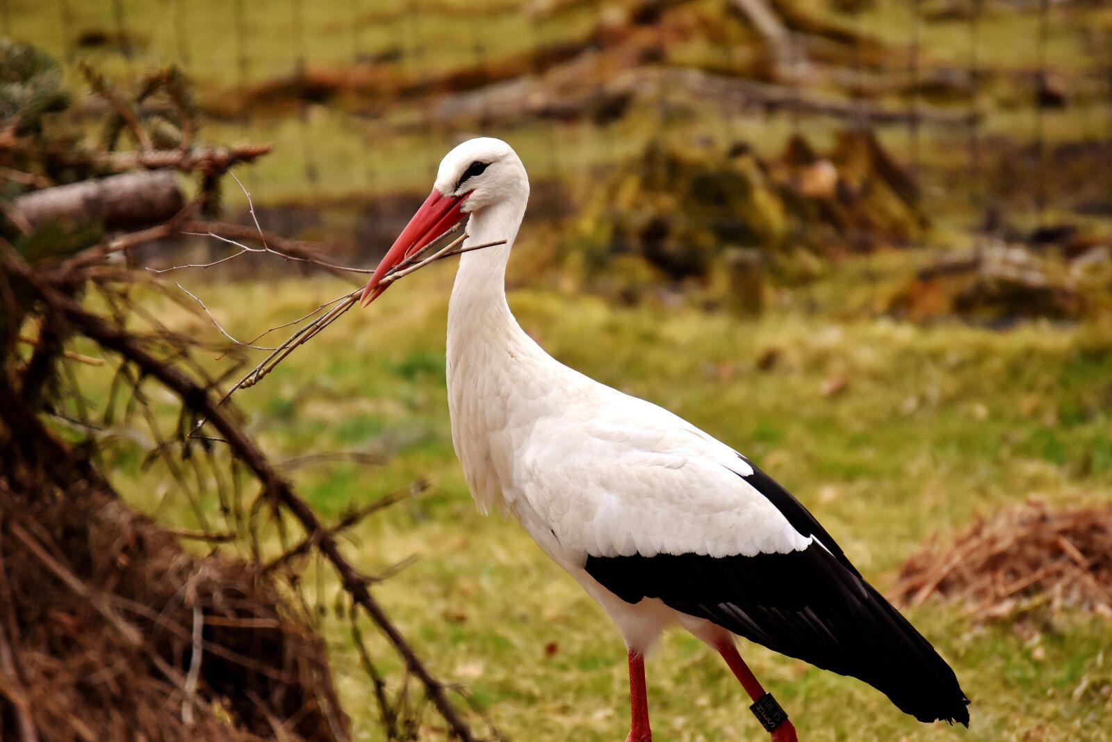 Nikon D7200 sample photo. Stork, nest building, pair photography