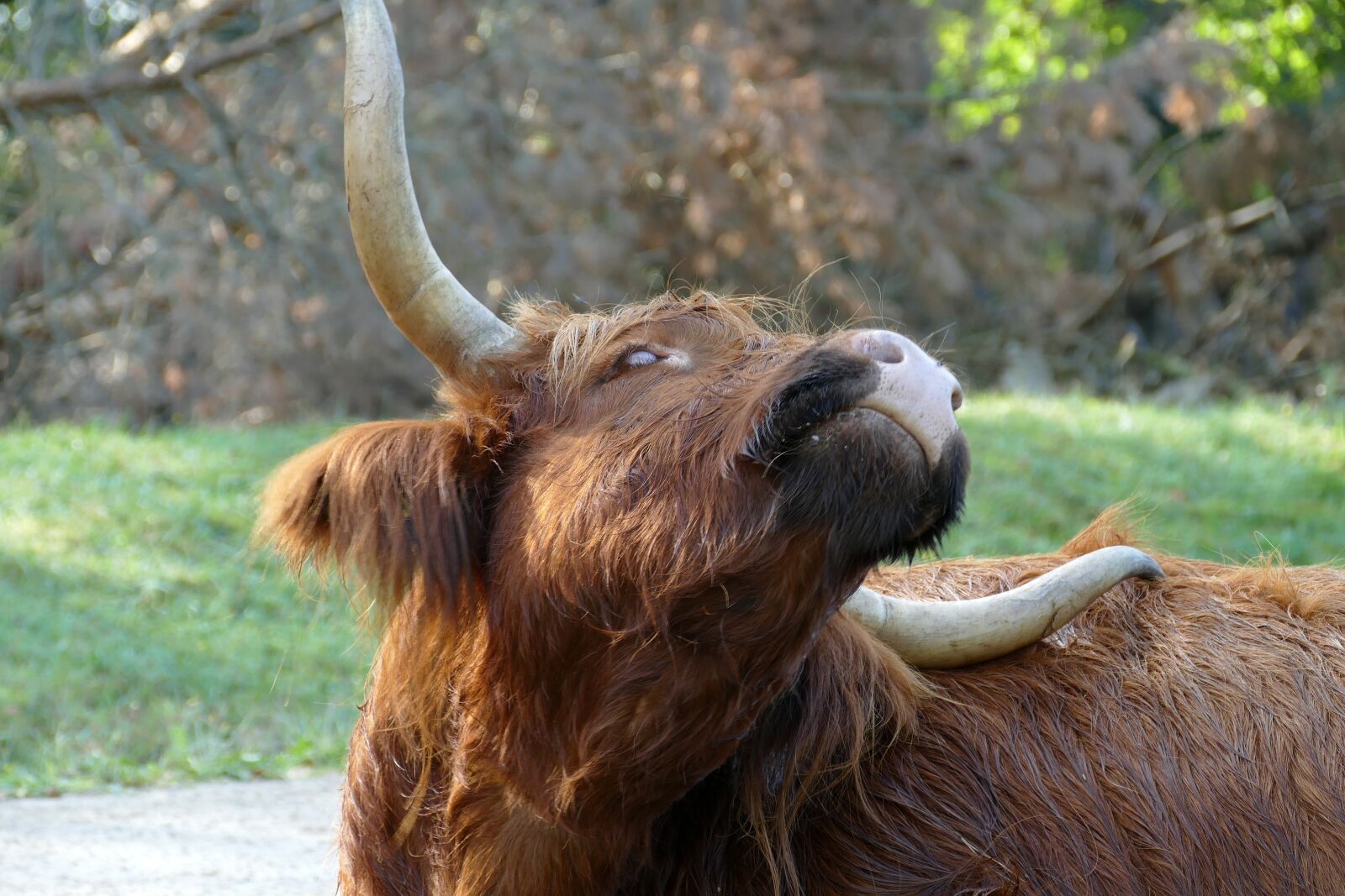 Panasonic Lumix DMC-FZ1000 sample photo. Scottish highlander, cow, beef photography