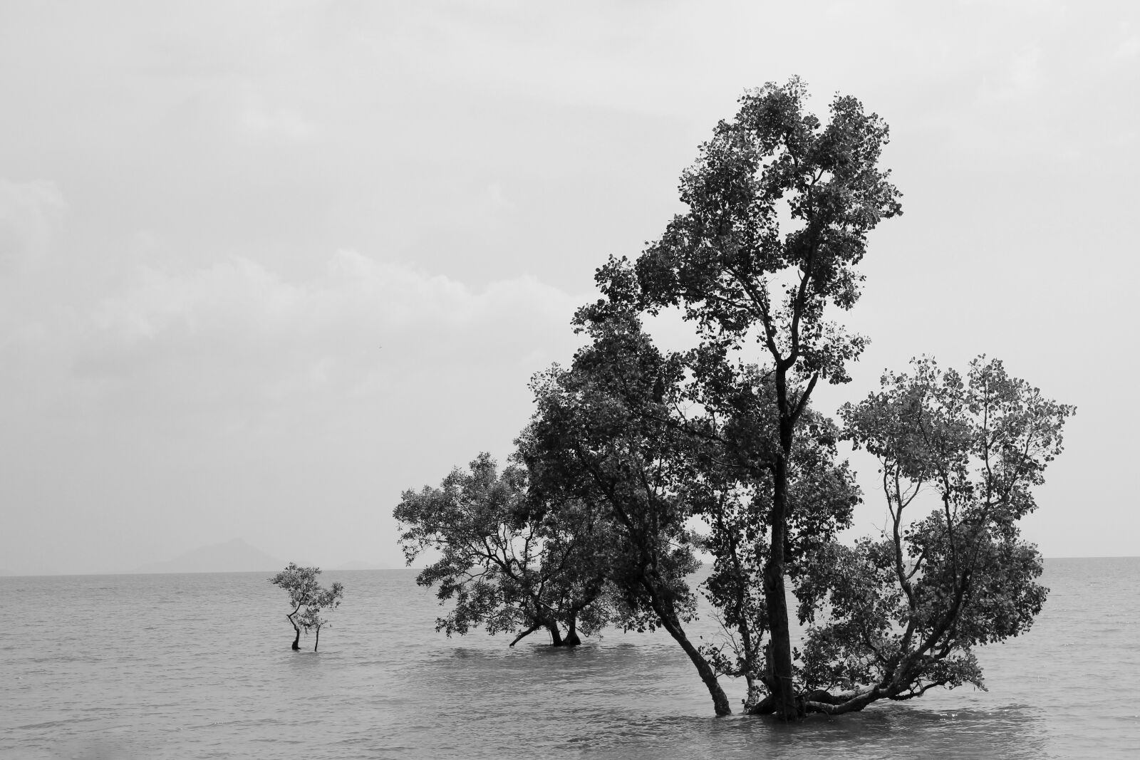 Canon EOS 600D (Rebel EOS T3i / EOS Kiss X5) sample photo. Water, mangroves, natural water photography