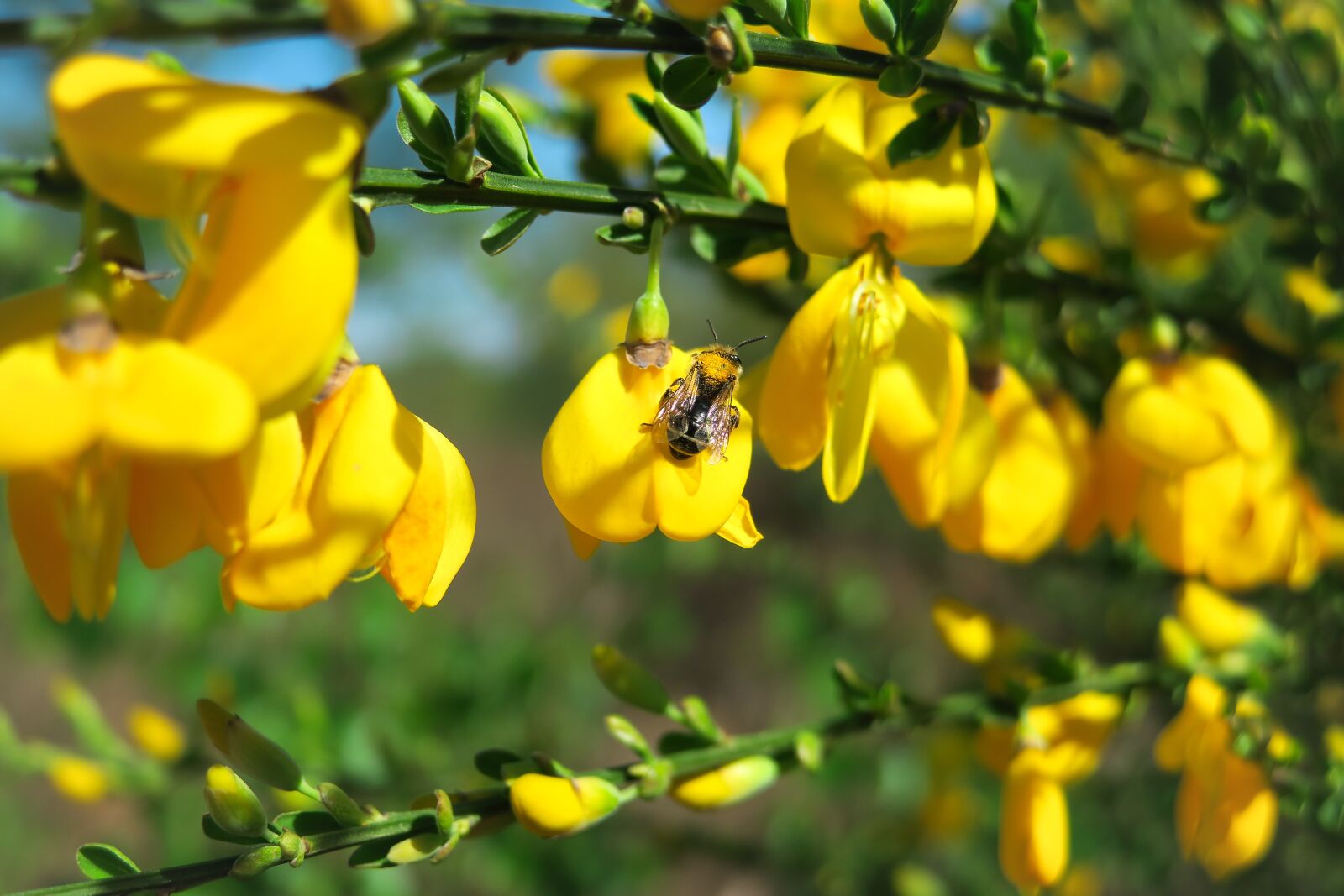Canon PowerShot G3 X sample photo. Bee, sandy bee, broom photography