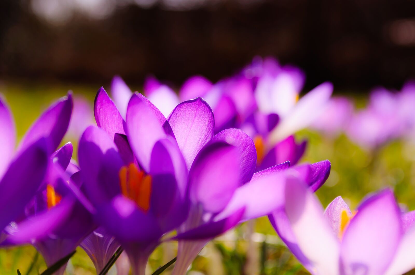 Nikon D90 sample photo. Crocus, purple, yellow photography