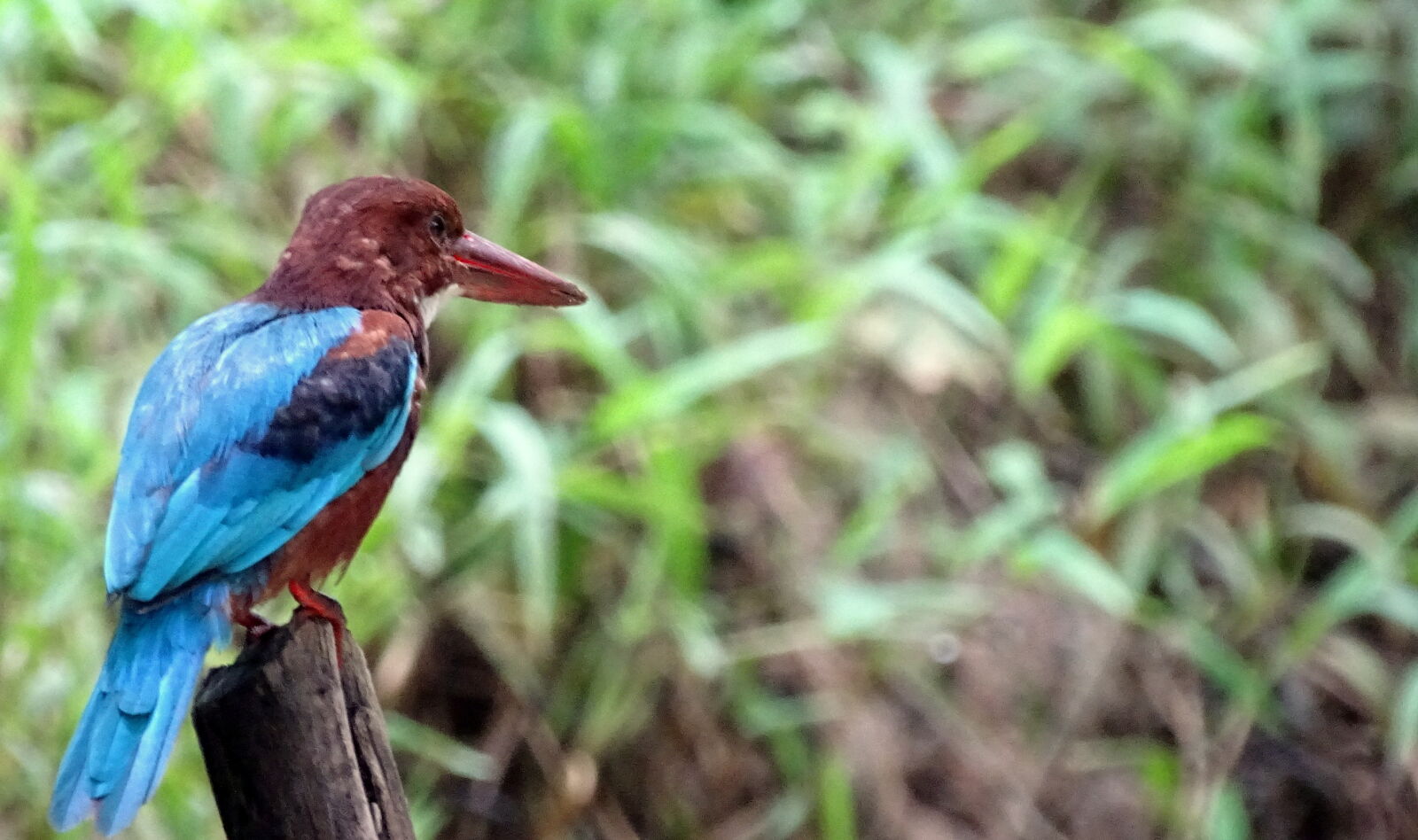 Sony Cyber-shot DSC-HX400V sample photo. Bird, blurred, background, colorful photography