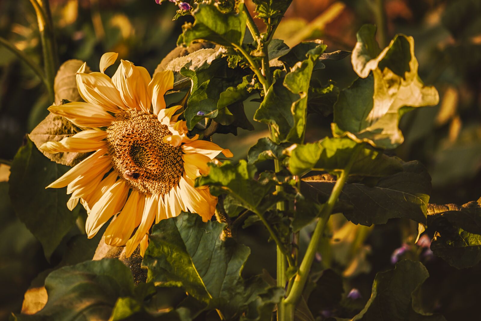 Fujifilm XF 55-200mm F3.5-4.8 R LM OIS sample photo. Sunflower, pollen, flower photography