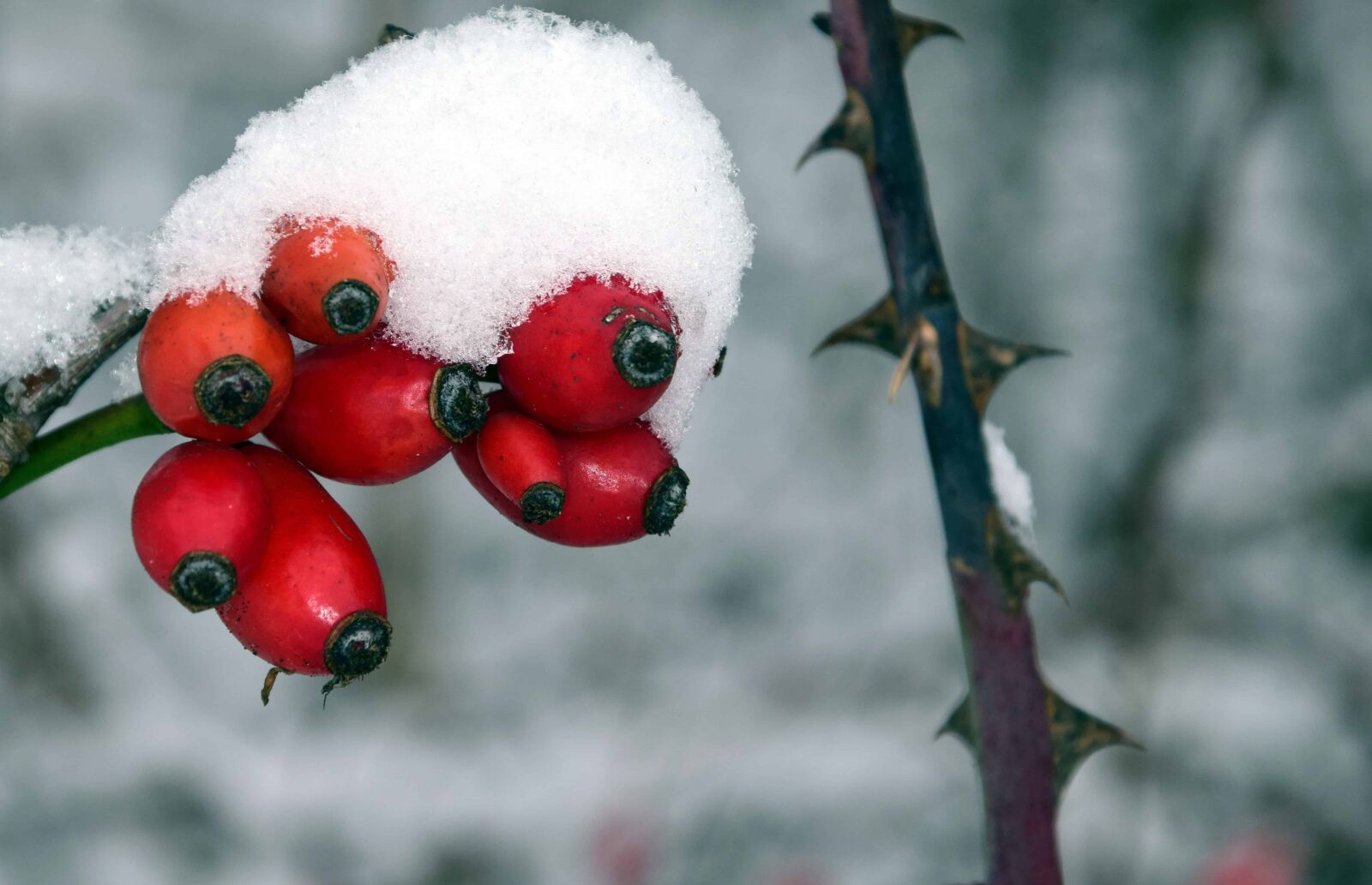 Nikon D3300 sample photo. Nature, tree, rose hip photography