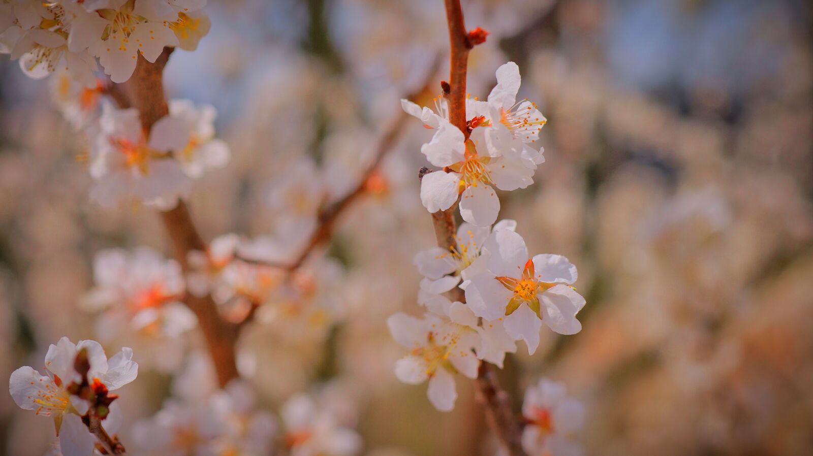 Canon EF-M 32mm F1.4 STM sample photo. Apricot blossom, flowers, spring photography