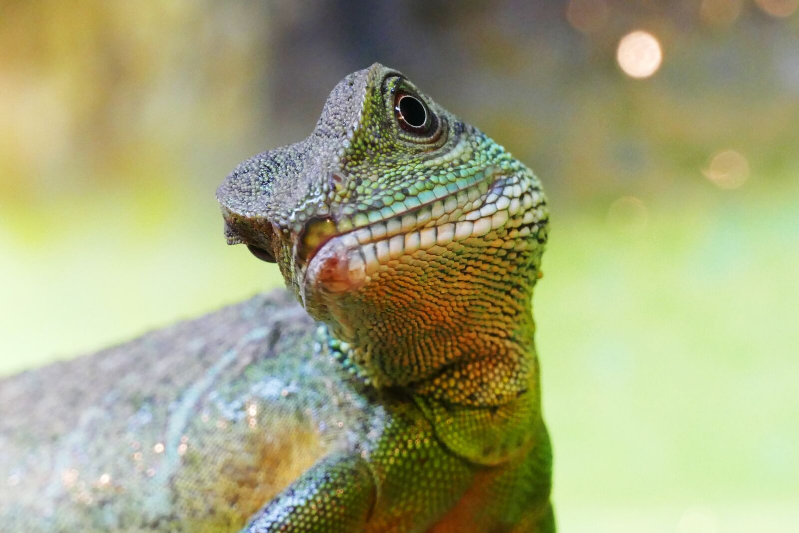 Panasonic Lumix DMC-FZ1000 sample photo. Chinese water dragon, lizard photography