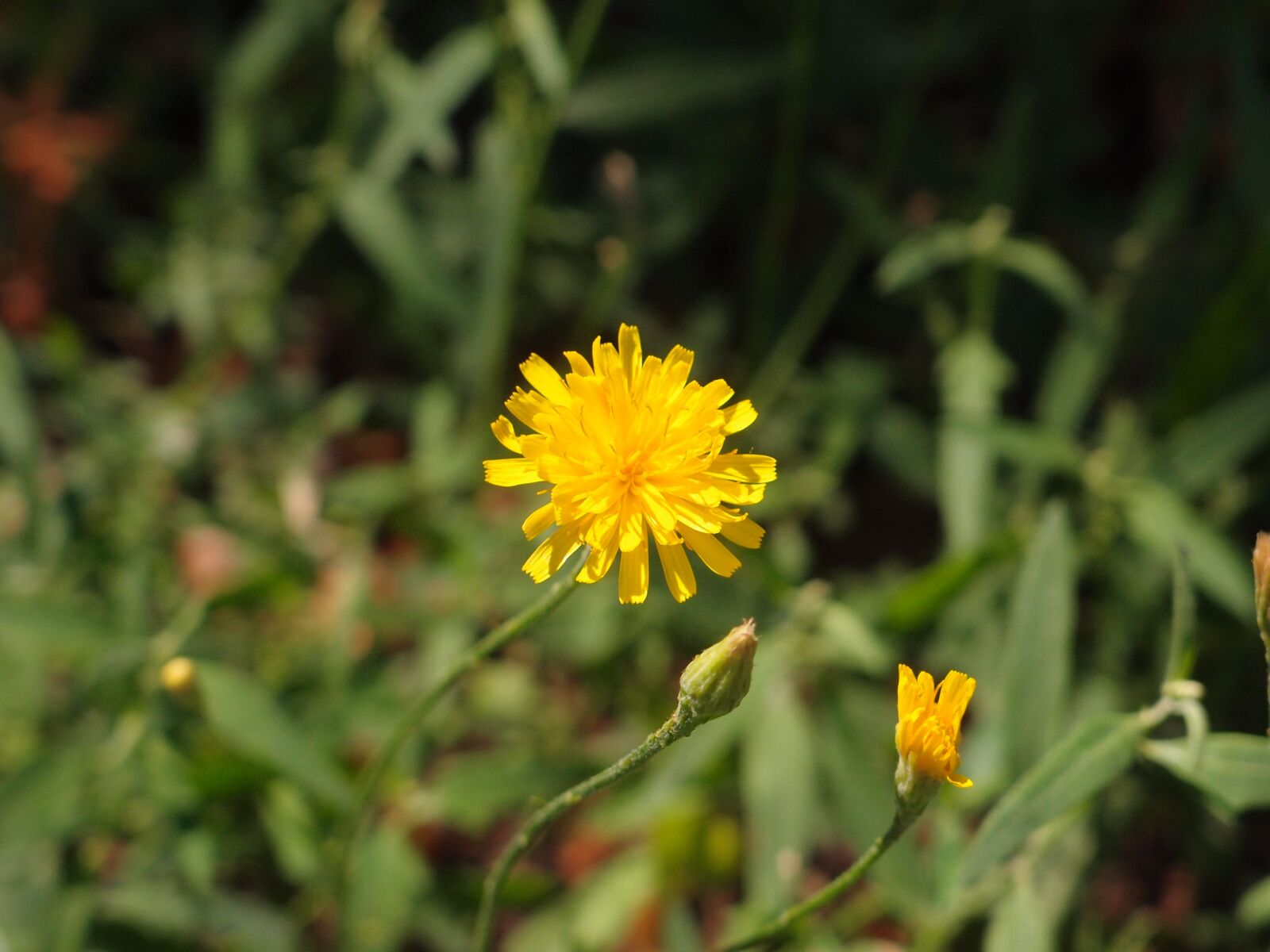 Olympus XZ-1 sample photo. Flowers, grass, flower photography