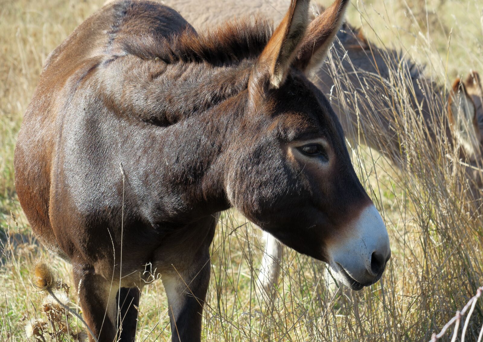 Canon PowerShot G3 X sample photo. Donkey, brown, ears photography