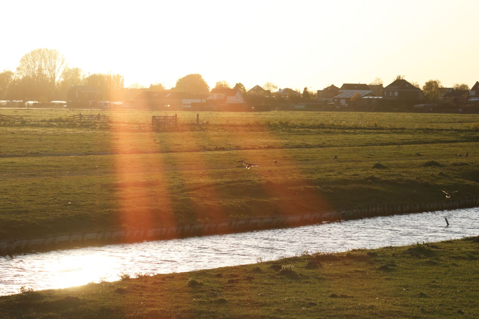 Canon EF-S 55-250mm F4-5.6 IS sample photo. Sun, meadow, golden photography