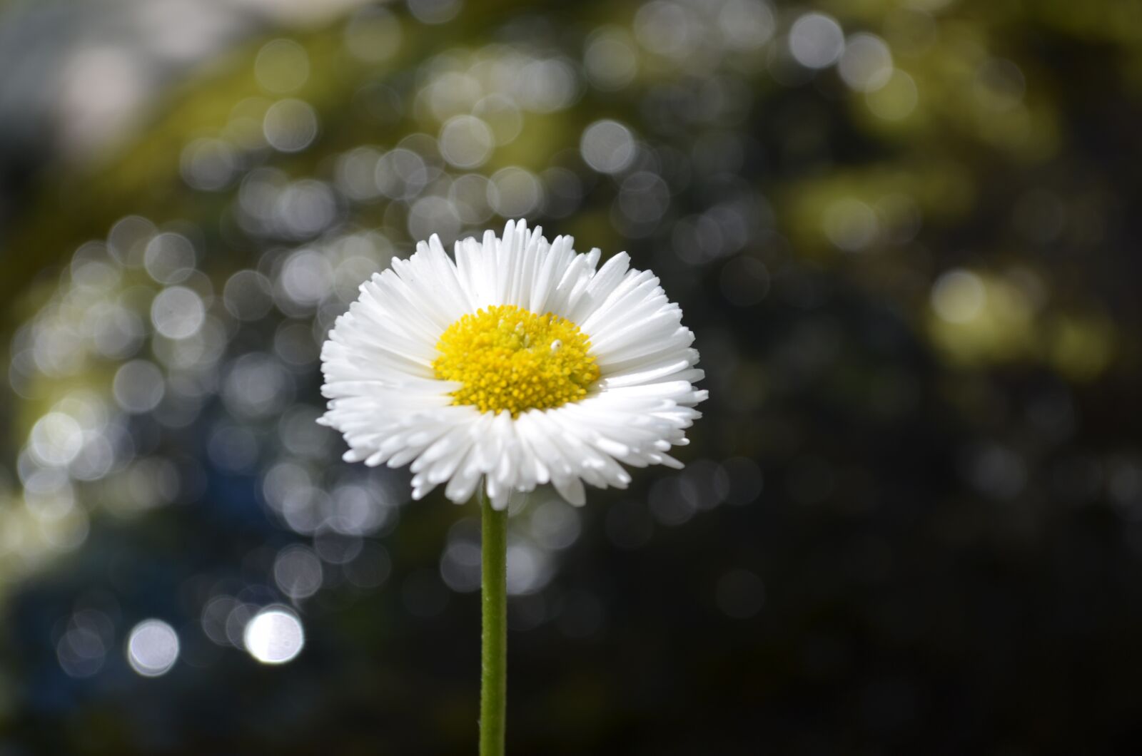 Nikon D5100 sample photo. Daisy, close up, garden photography