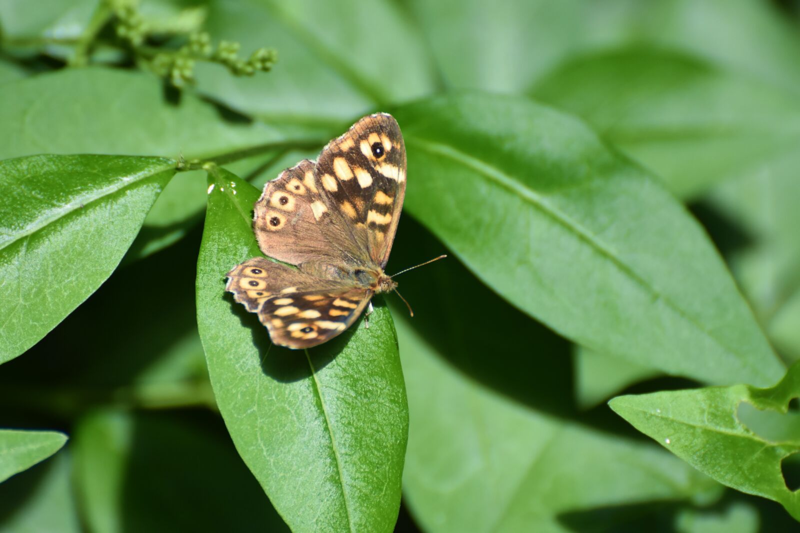 Nikon D7200 sample photo. Butterfly, nature insect photography