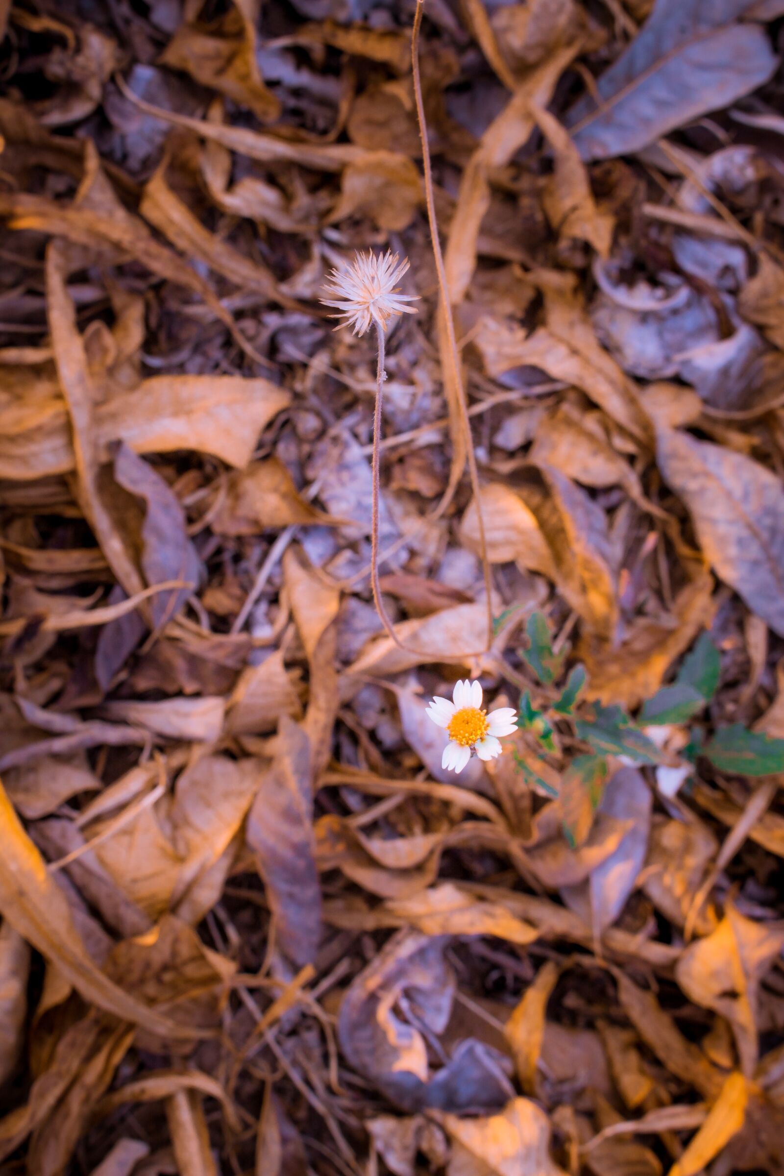 Canon EOS 700D (EOS Rebel T5i / EOS Kiss X7i) sample photo. Flowers, white, plant photography