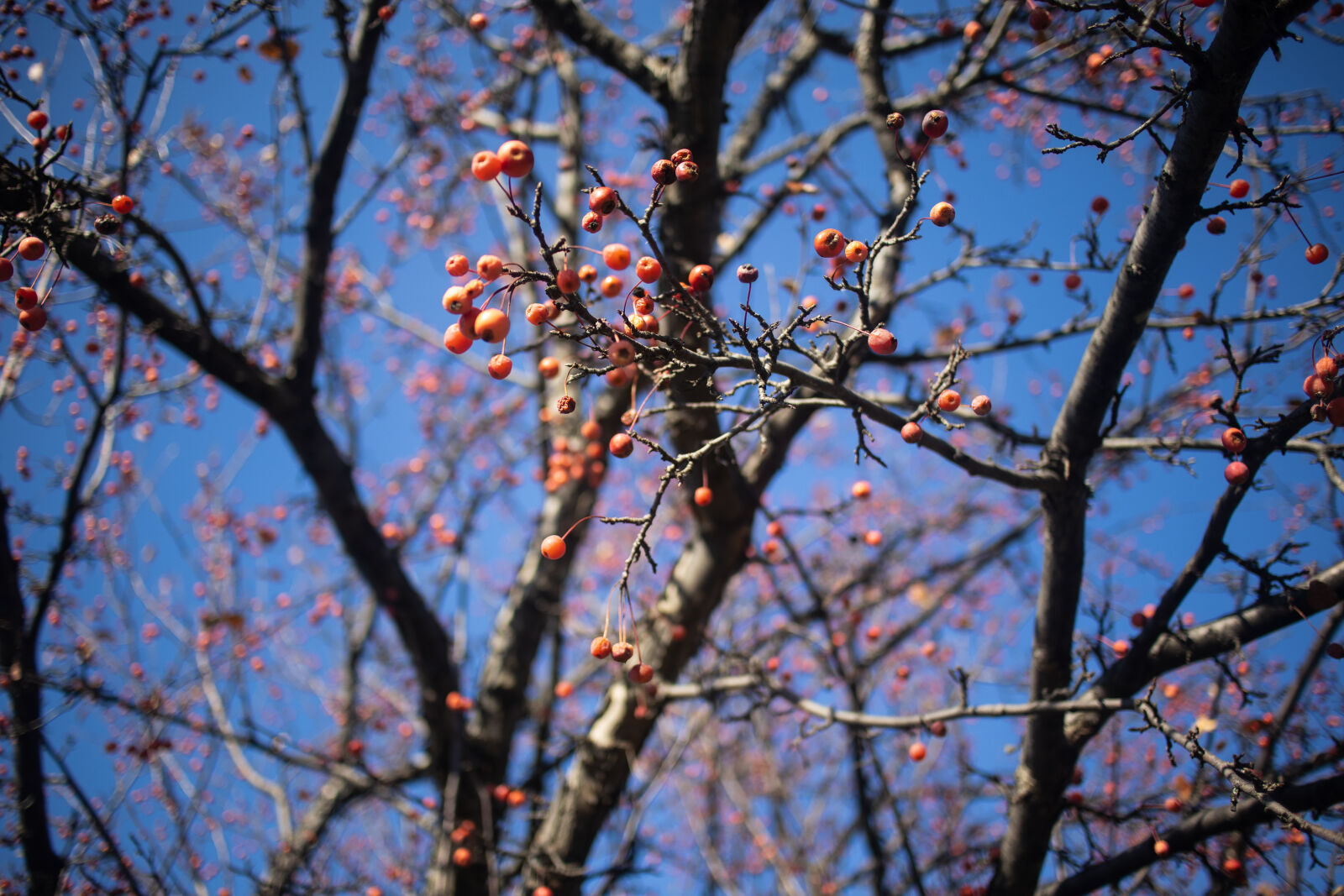 Canon EOS M50 Mark II (EOS Kiss M2) sample photo. Autumn starts with fruits photography