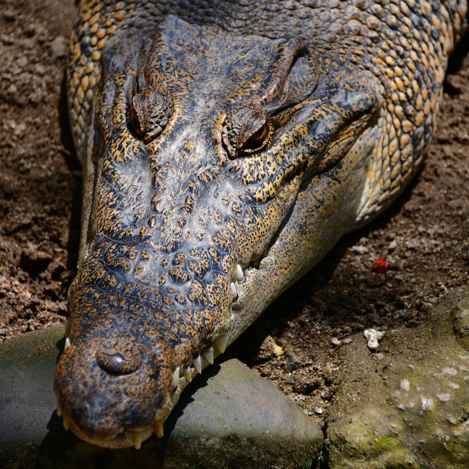 Nikon D850 sample photo. Crocodile, alligator, reptile photography