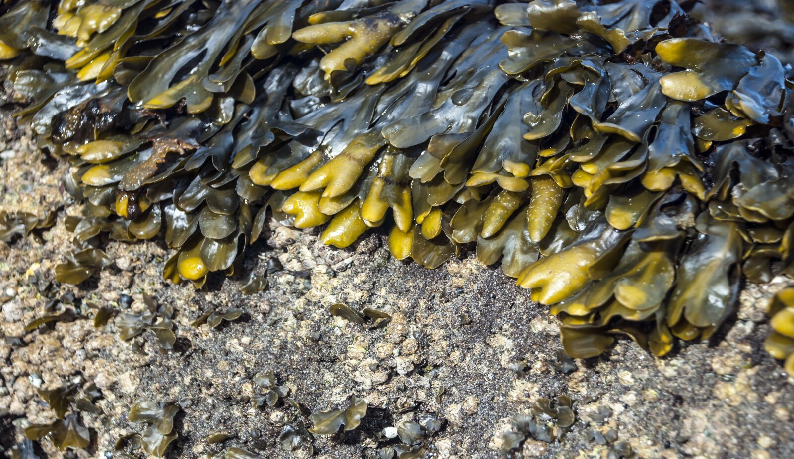 Nikon D80 sample photo. Kelp on the shore photography