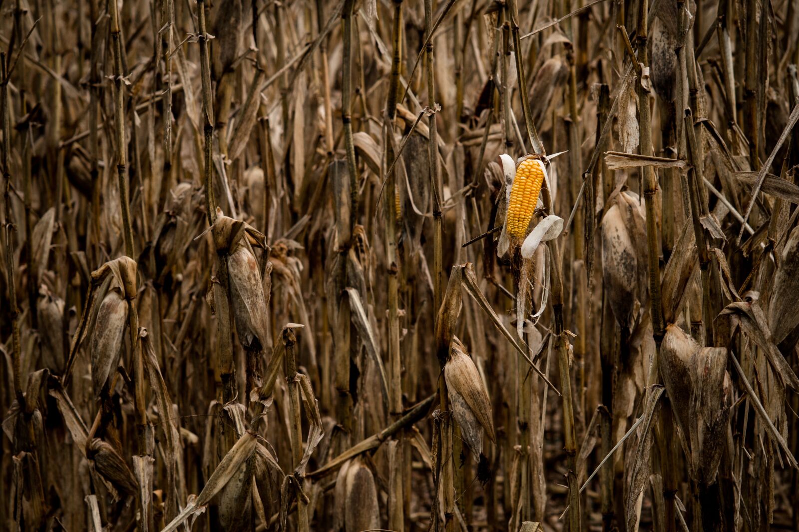 Sony SLT-A58 sample photo. Crop, nature, corn on photography