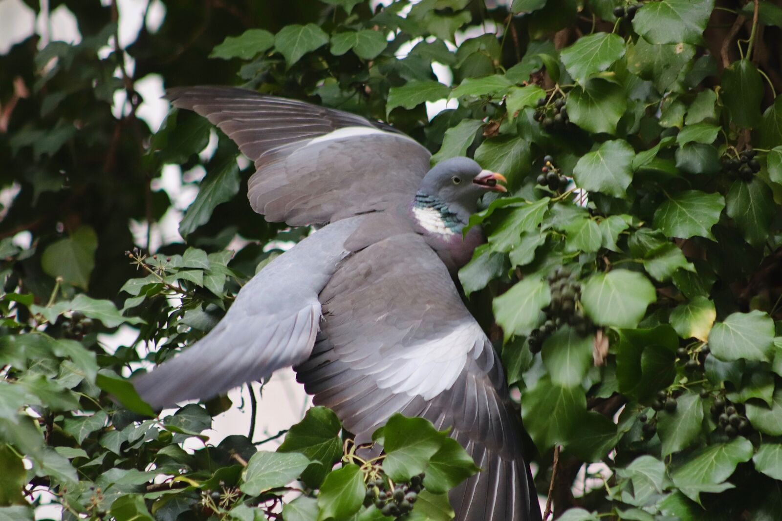 Canon EOS 800D (EOS Rebel T7i / EOS Kiss X9i) sample photo. Dove, bird, plumage photography