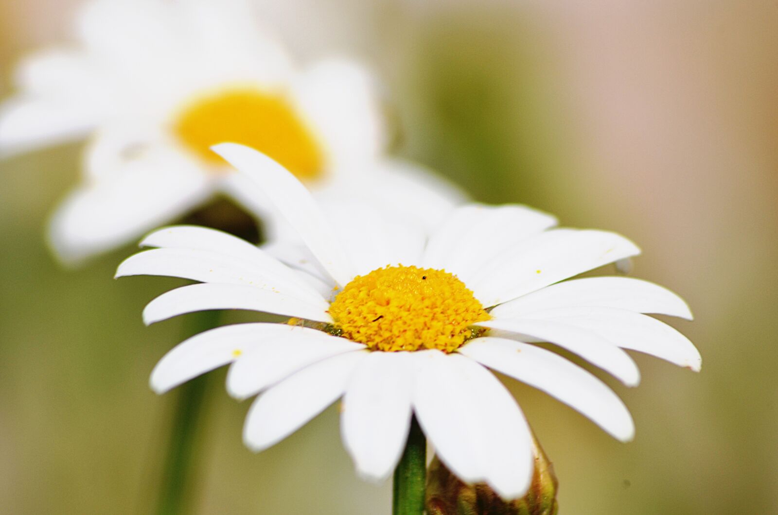 Nikon D5100 sample photo. Marguerite, flower, spring photography